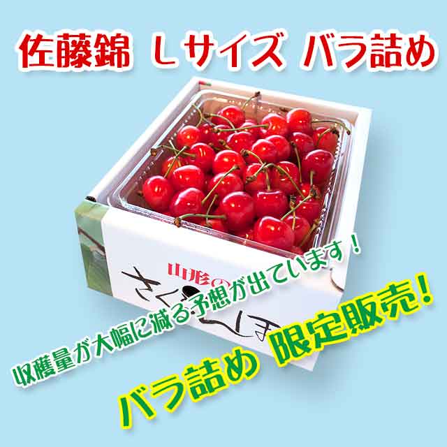 【秀】 佐藤錦 Lサイズ (500gバラ詰) クール便 【秀】 佐藤錦 Lサイズ (500gバラ詰) クール便