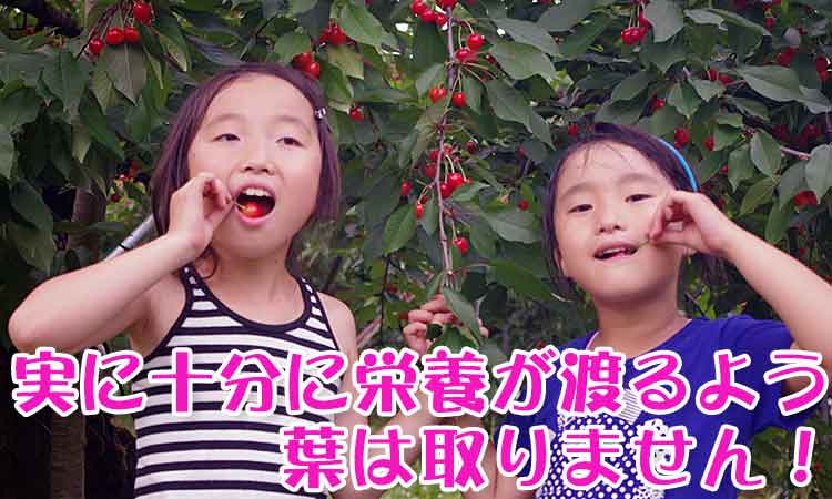 実に十分な栄養が行くよう葉は取らない