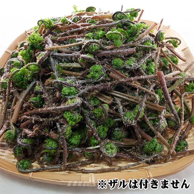 天然赤こごみ 500g(5月上旬お届け品) 天然赤こごみ 500g(5月上旬お届け品)