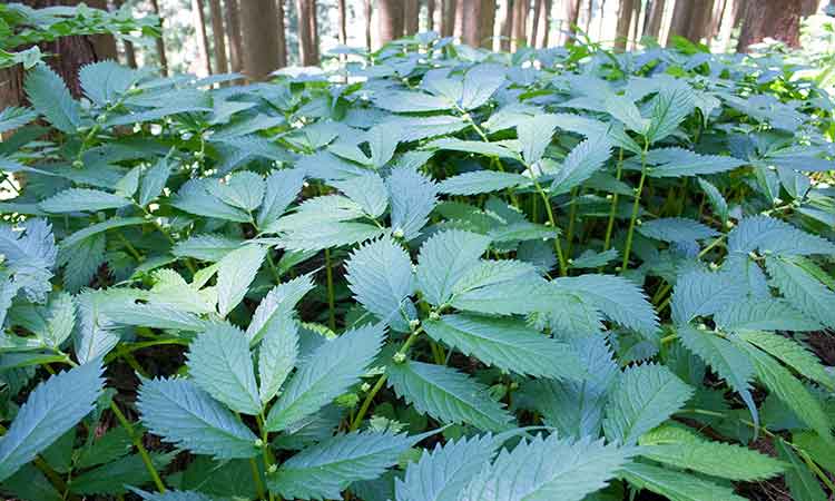 山菜 赤ミズ みず ウワバミソウ 青森県産 - 野菜