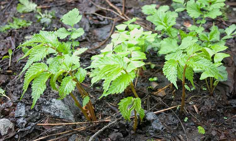 赤みずという山菜の驚きの事実発見 山菜屋 Com