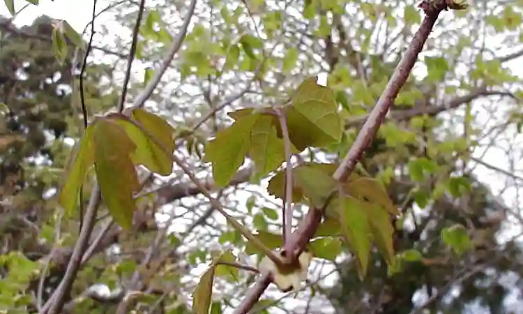 あけびの芽