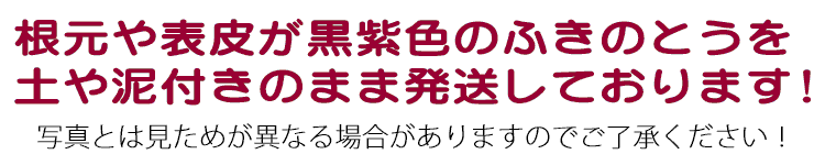 土や泥付きのふきのとうを発送しております