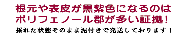 ポリフェノールが豊富