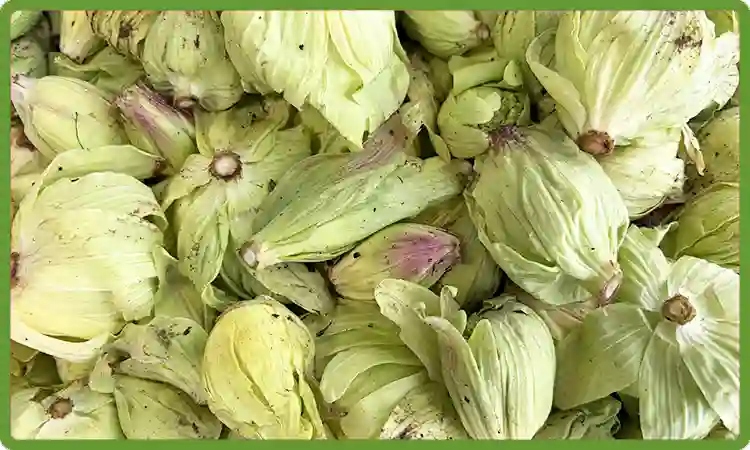 天然ふきのとう