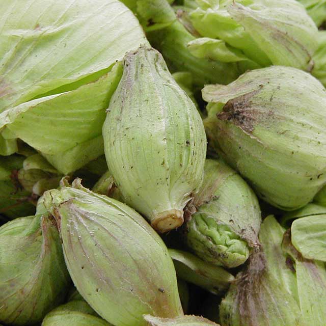 天然ふきのとう 1kg