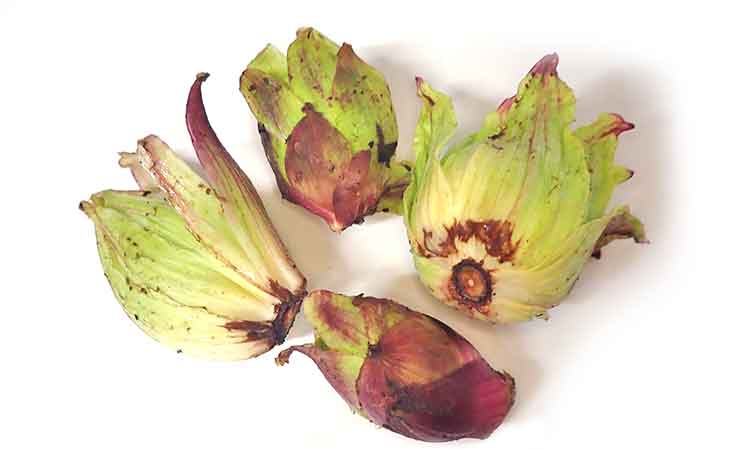 ふきのとう 通販 天然山菜専門卸問屋からお取り寄せ 山菜屋 Com