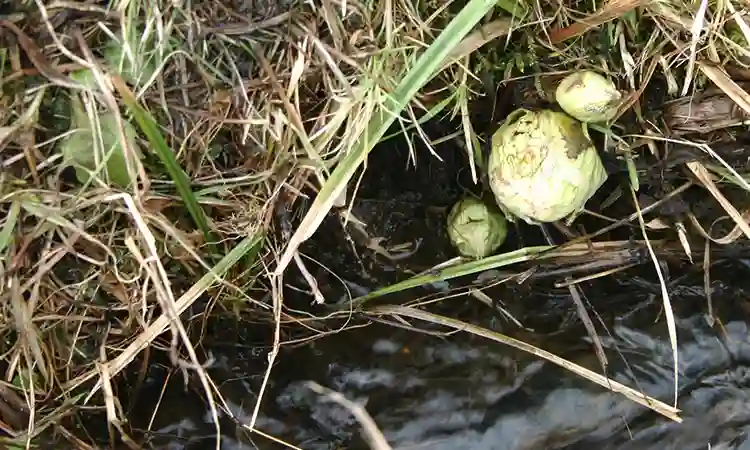 湧き水の流れる小川に自生する天然ふきのとう