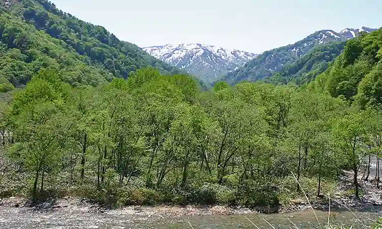 清流に生える天然ふきのとう