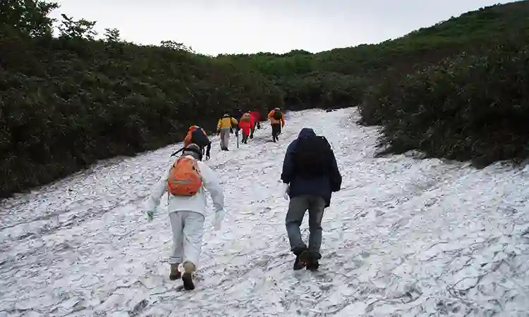 月山筍採り