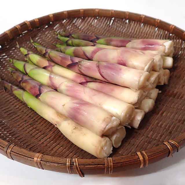 月山筍 太 1Kg