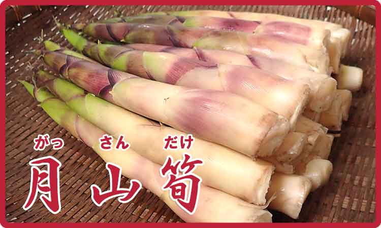 月山筍（がっさんだけ） 通販 三ツ星レストラン御用達｜山菜屋.com