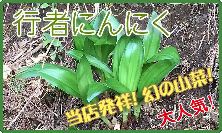 幻の山菜 行者にんにく