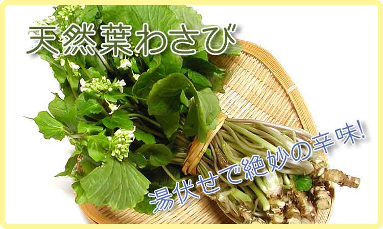 葉わさび