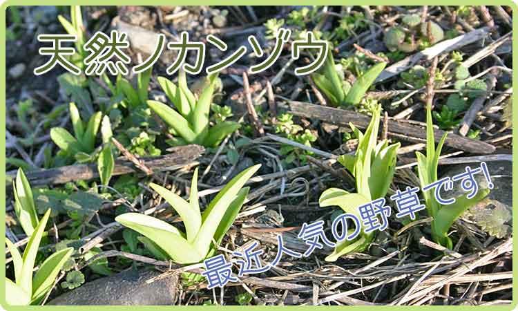 ノカンゾウ