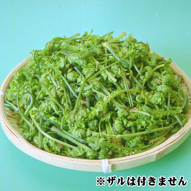 天然一夜こごみ(極細) 500g 天然一夜こごみ(極細) 500g
