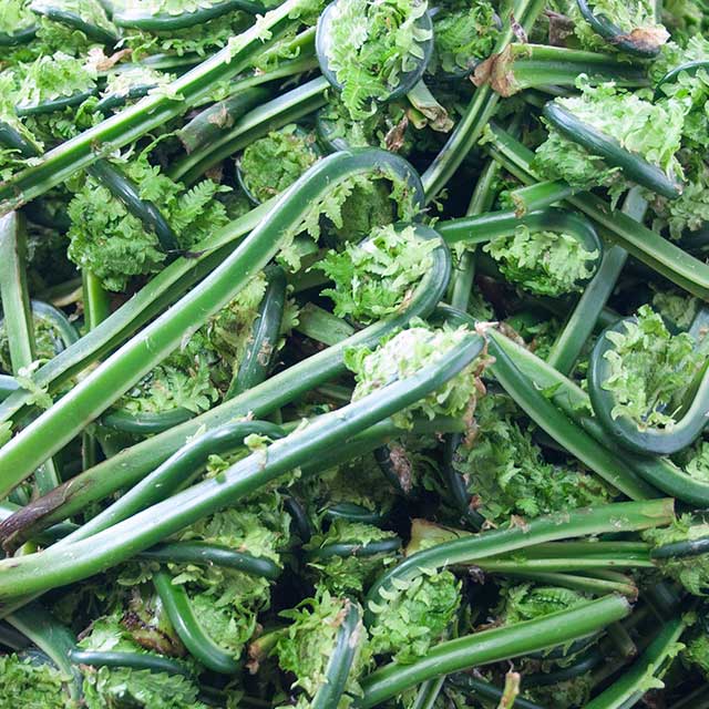 天然こごみ 2Kg 天然こごみ 2Kg