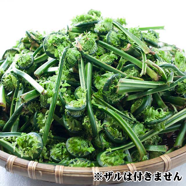 天然こごみ 500g 天然こごみ 500g