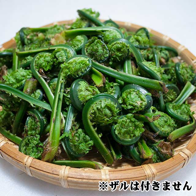 天然こごみ 500g(4月お届け品) 天然こごみ 500g(4月お届け品)