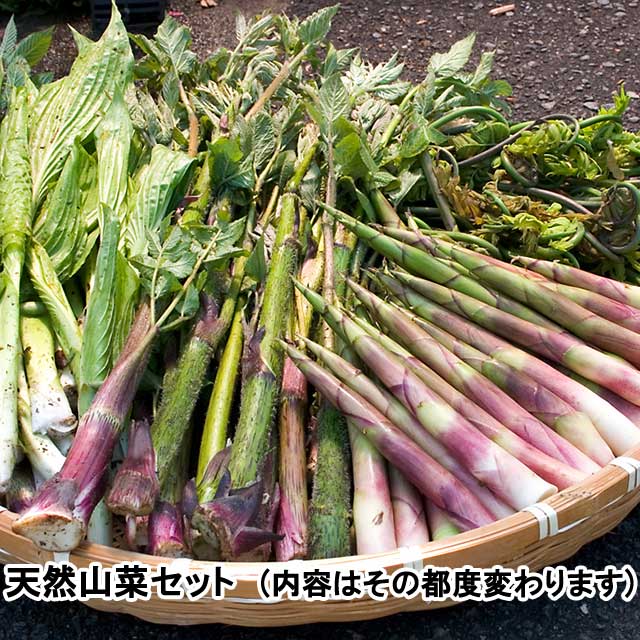 おまかせ!天然山菜 5月上旬お届けセット おまかせ!天然山菜 5月上旬お届けセット