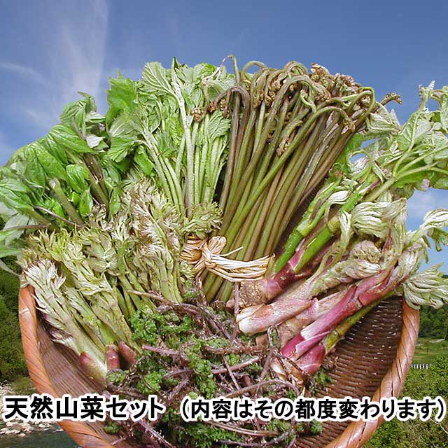 おまかせ!天然山菜 4月中旬お届けセット おまかせ!天然山菜 4月中旬お届けセット