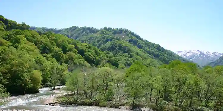 自然の山に自生する天然山菜