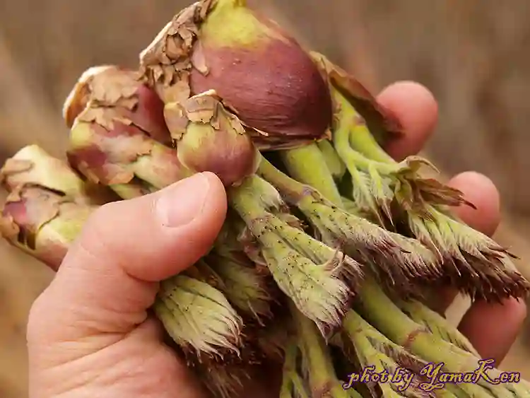 天然たらの芽