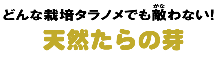 天然たらの芽は、どんな栽培タラノメでも敵わない