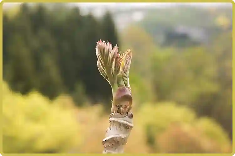 たらの芽