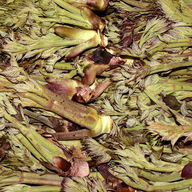 特大天然たらの芽 1Kg 特大天然たらの芽 1Kg