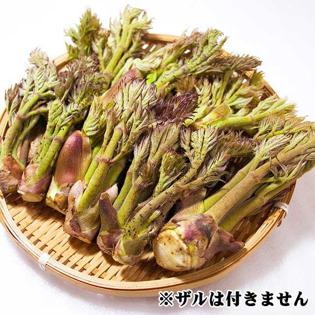 特大天然たらの芽 300g