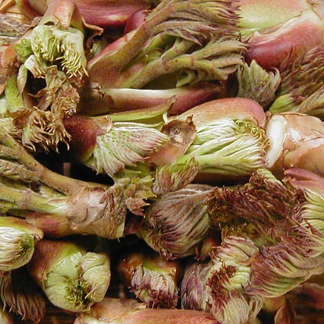 天然たらの芽 1Kg 天然たらの芽 1Kg