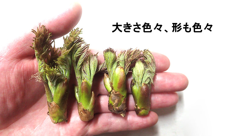 天然たらの芽 1kg