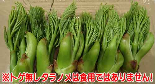 〈予約〉北海道産天然物　タラの芽