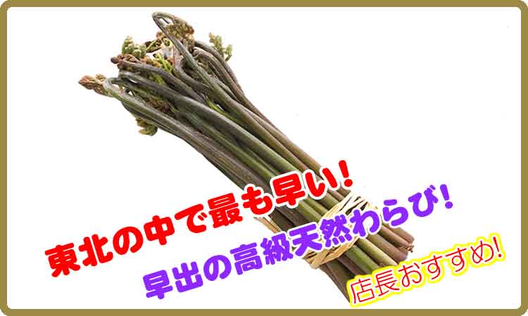 早出の天然わらび