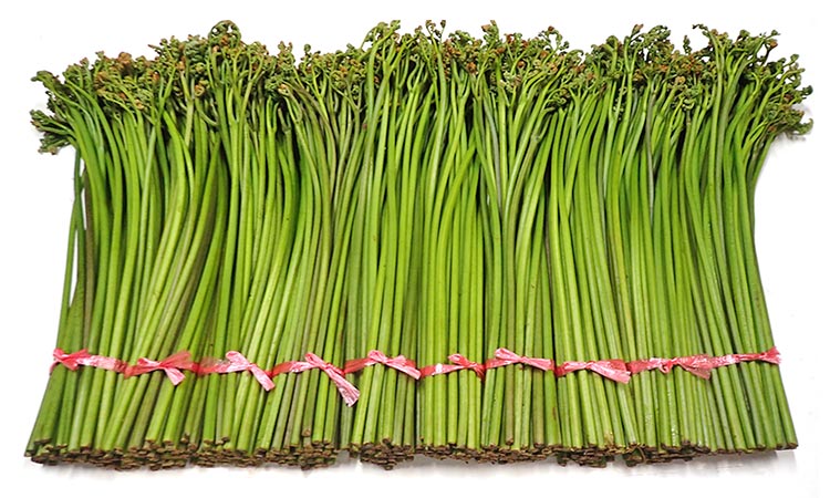 塩漬用わらび 10束 500g 10