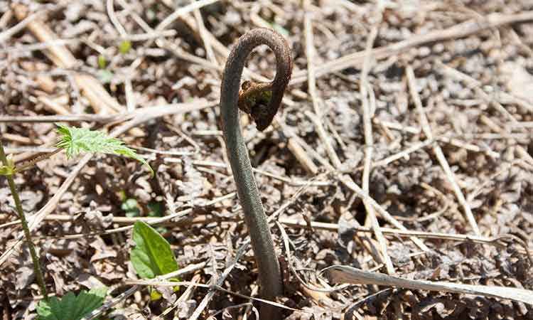 わらび 通販 天然山菜専門卸問屋から産直販売 山菜屋 Com