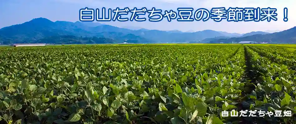 白山だだちゃ豆の季節到来