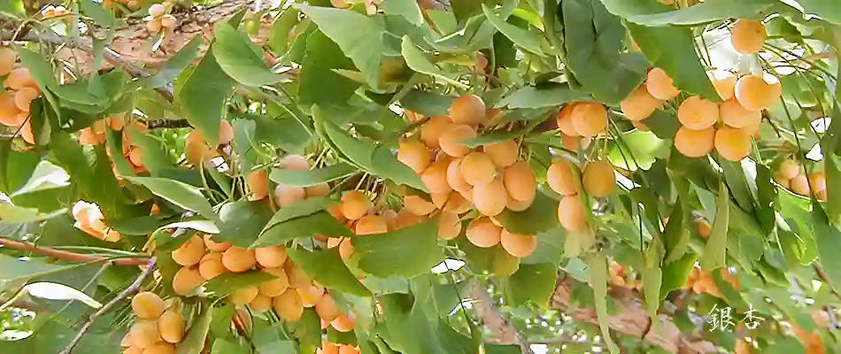 銀杏
