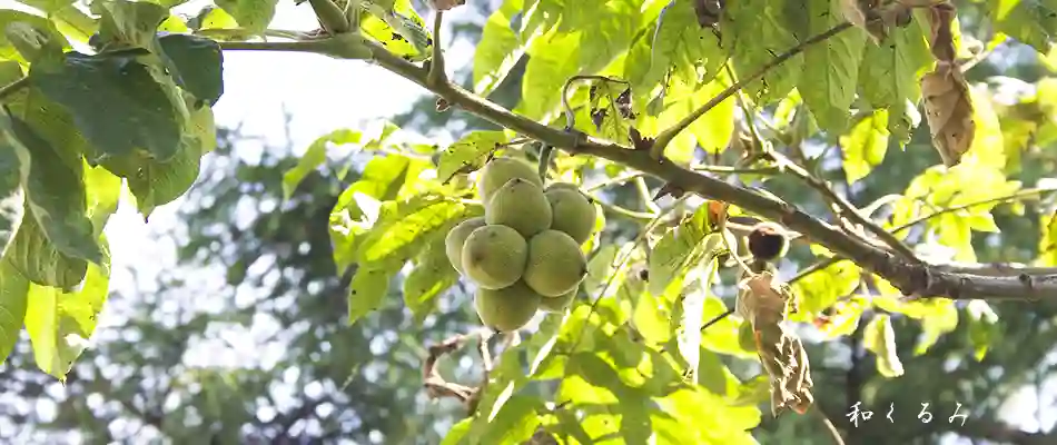 和くるみ
