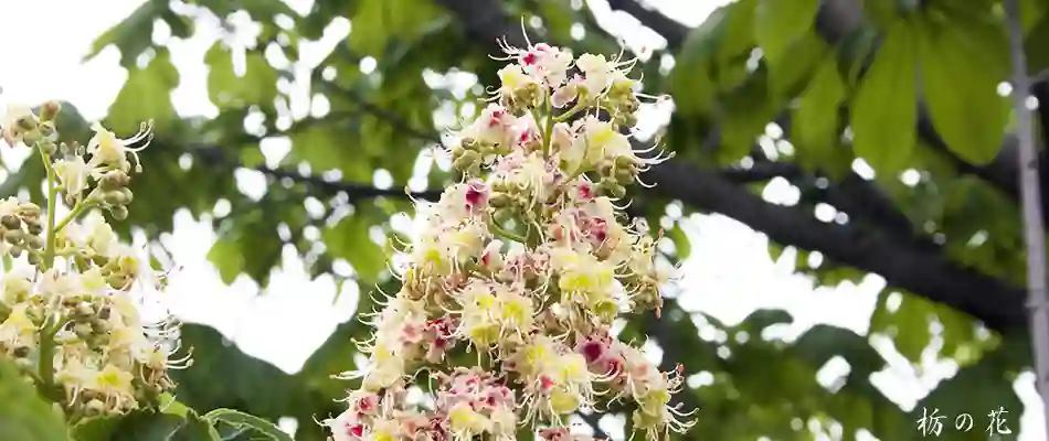 栃の花